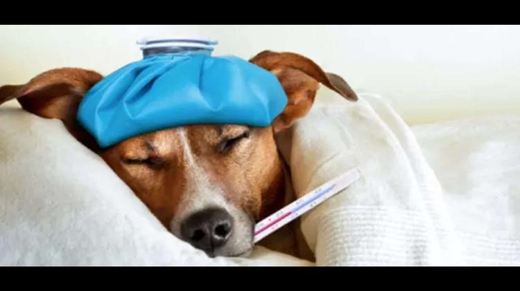 With no bidders, animal ambulance tender to be refloated for third time