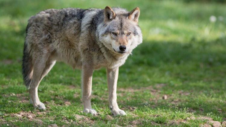 Lozère : loups, un tir de prélèvement autorisé sur trois communes