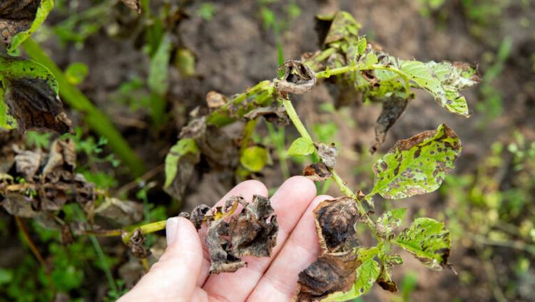 UK Approves First Precision-Bred Potato for Market