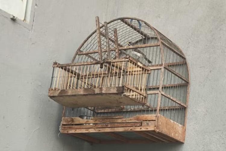 Homem é multado em R$ 1,5 mil por manter aves silvestres em cativeiro e usar uma delas como 'chama'