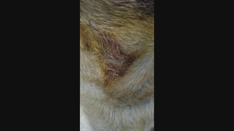Ataque de cachorro da raça pit bull provoca briga generalizada em BH