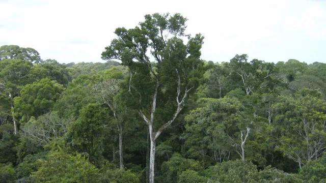 Desmate na amazônia em maio fica perto de mínima histórica