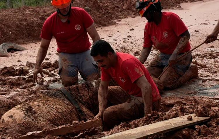 Égua é resgatada após ficar 24 horas soterrada e coberta de lama; VÍDEO