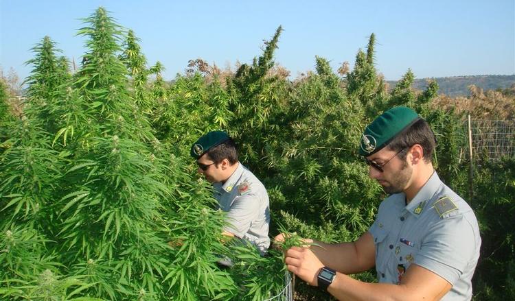 Coltivazioni di cannabis, primato della Calabria. Metà dei sequestri al Sud