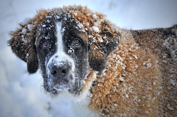 Comment protéger son chien du froid pendant l’hiver ?