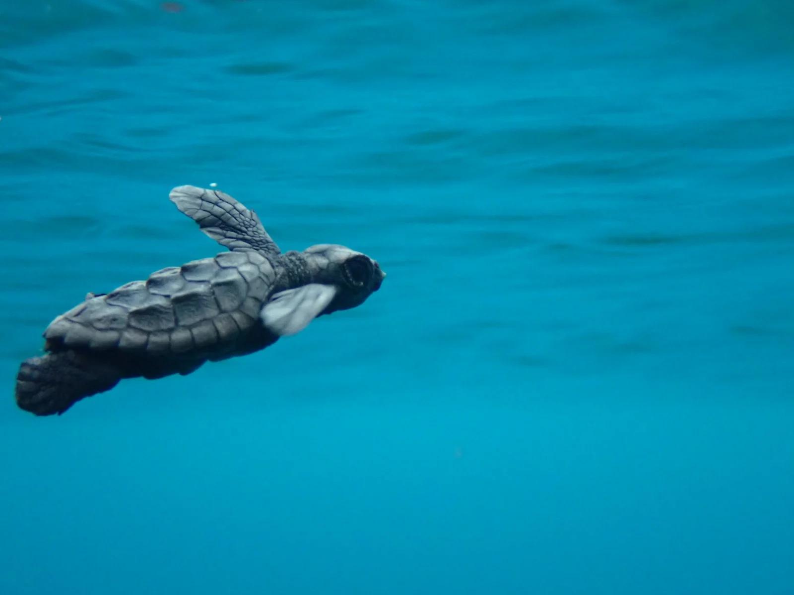 Ascea protegge le tartarughe: nuova luce e due Caretta caretta in mare