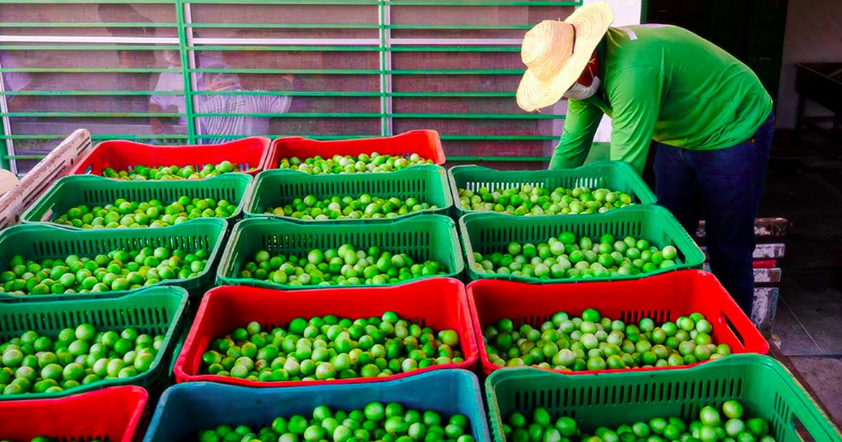 Projeto entre PNUD e Sistema Oceb impulsiona competitividade das cooperativas baianas