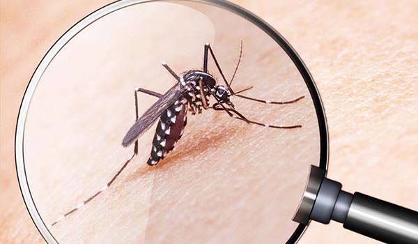 Moustique tigre&nbsp;: comment agir pour limiter sa prolifération ?