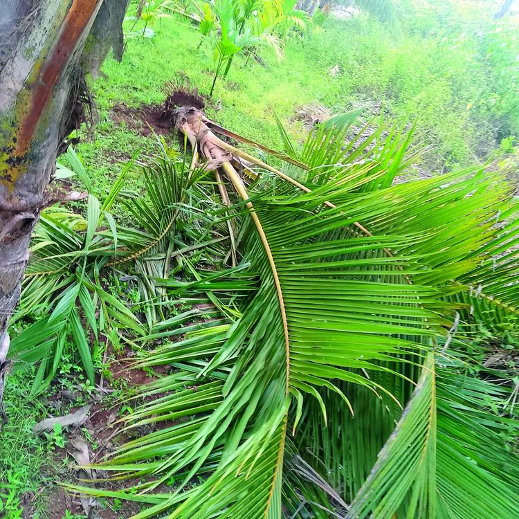 Pernem farmers fear economic ruin as Omkar enters plantations