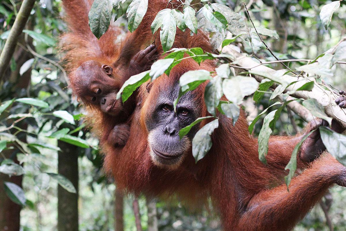 Studie: Orang-Utans wählen gezielt Heilpflanzen aus und könnten sich selbst behandeln