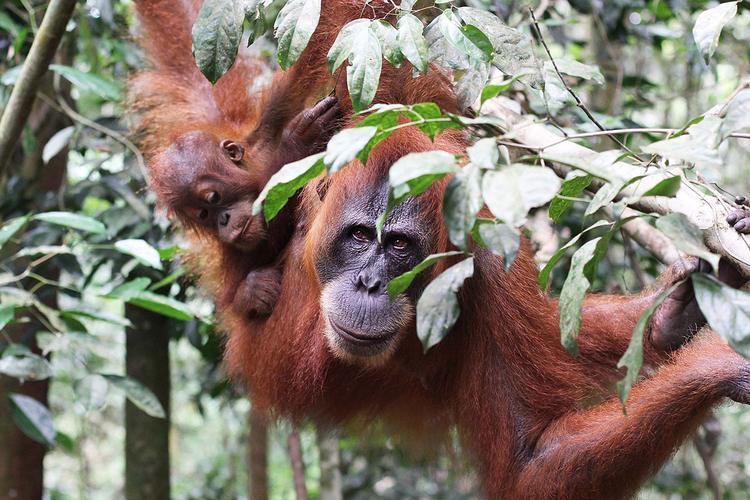 Studie: Orang-Utans wählen gezielt Heilpflanzen aus und könnten sich selbst behandeln
