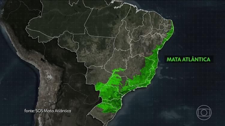 SOS Mata Atlântica completa 40 anos com 44 milhões de árvores plantadas