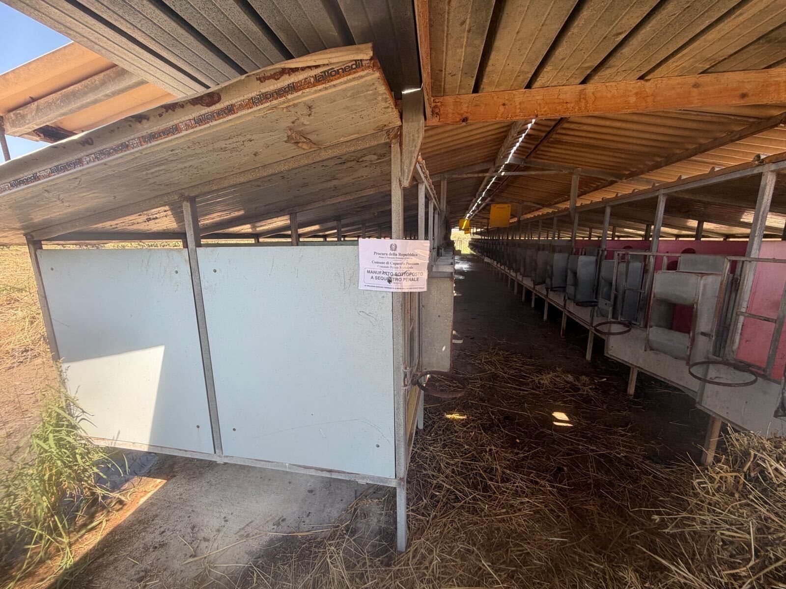 Capaccio Paestum, maxi sequestro a Spinazzo: droni e controlli svelano scarichi abusivi e animali maltrattati