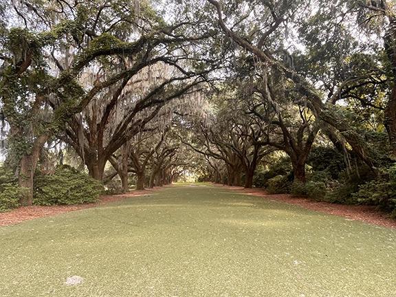 Charles Towne Landing State Historic Site in Charleston, South Carolina, features ancient, majestic live oaks.