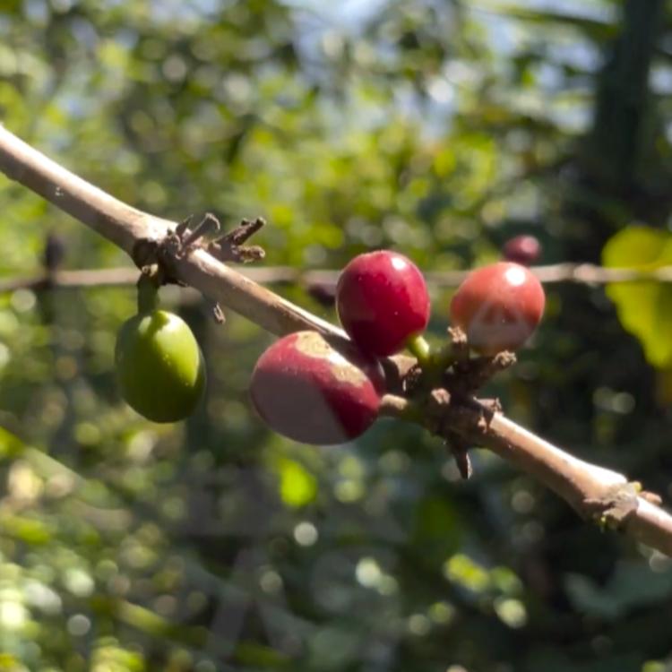 Por el crimen, Chiapas se queda sin mano de obra para cosechar café
