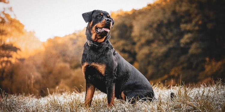Sbranato da due rottweiler, muore 72enne nelle campagne del Salento