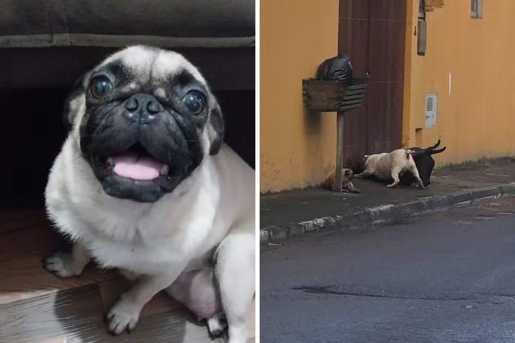 Cadela pug morre após ser atacada por três pitbulls pelo portão da própria casa, em Caraguatatuba