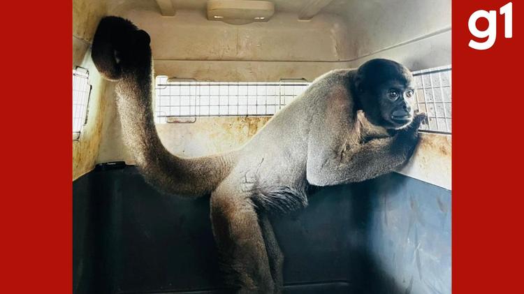 Macacos-barrigudos resgatados em MT são enviados para santuário em MG