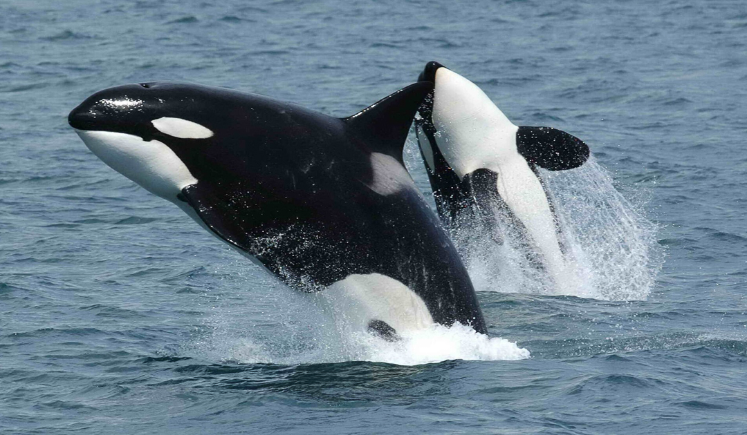 Killer whales expand into the Arctic