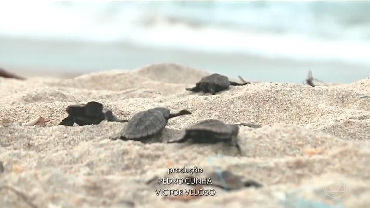 Da tartaruga ao mutum: número de animais ameaçados de extinção no Brasil cresce e chega a quase 800