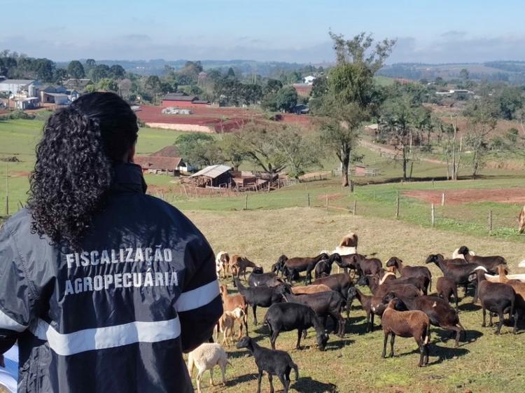 RS celebra cinco anos de reconhecimento internacional como zona livre de aftosa sem vacinação