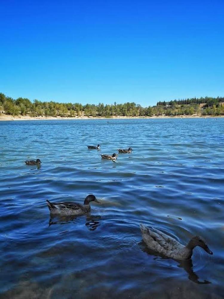 La colonie de canards profitent gratuitement du lac du Crès 