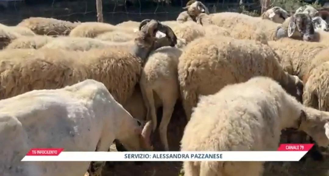 Aquara, tradizioni che resistono al tempo: ieri la festa della tosatura delle pecore