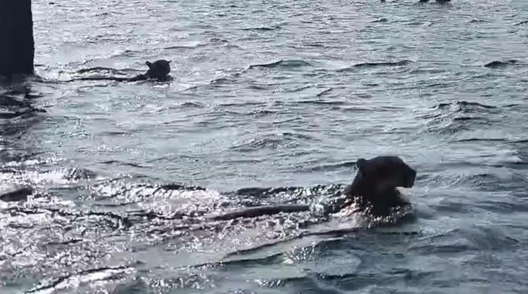 VÍDEO: onças-pardas são flagradas nadando no lago da hidrelétrica de Tucuruí