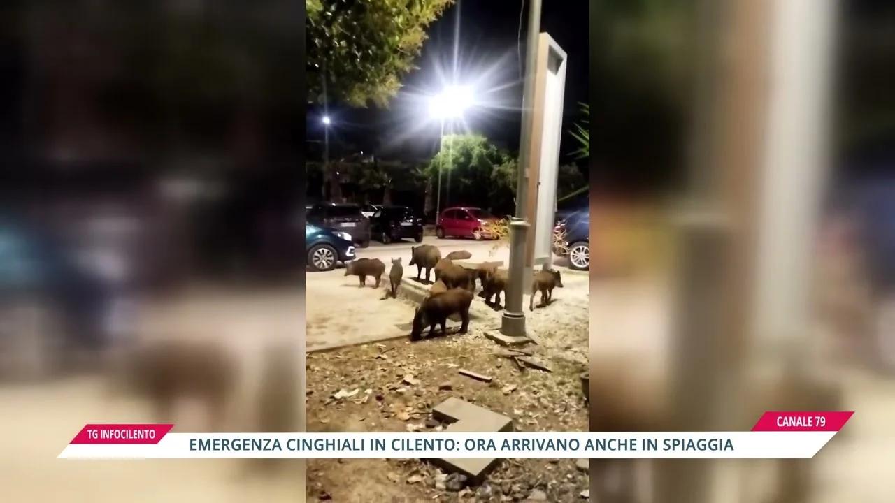 Cinghiali sulle spiagge del Cilento: emergenza decoro tra Palinuro e Licosa