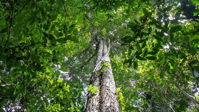Amazônia tem menor área sob alerta de desmatamento em 10 anos