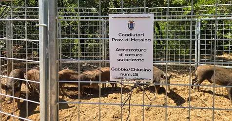 🐗 A 𝗚𝗶𝗼𝗶𝗼𝘀𝗮 𝗠𝗮𝗿𝗲𝗮 catturati 𝘀𝗲𝘁𝘁𝗲 𝘀𝘂𝗶𝗻𝗶 𝘀𝗲𝗹𝘃𝗮𝘁𝗶𝗰𝗶 con la gabbia-trappola installata in �...