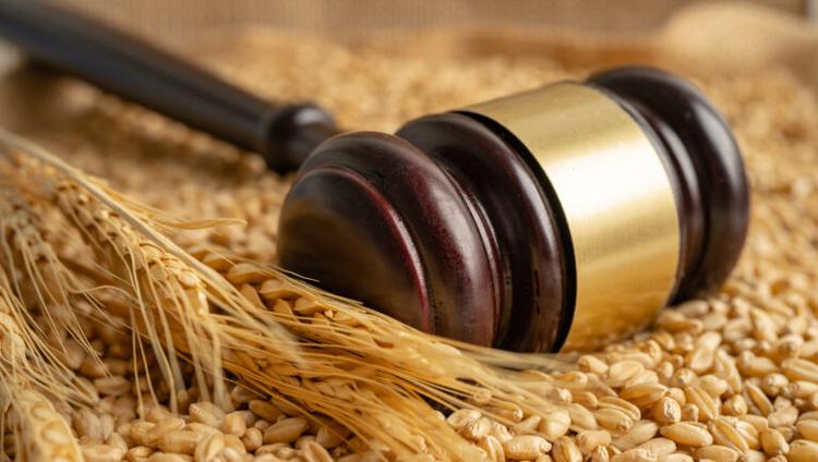 Why Does Europe Struggle to Get a New Seed Law That Still Works for Breeders and Farmers?
