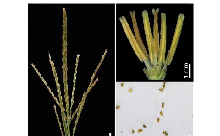 Maize Sugar Transporters Point to Male-Sterile Lines
