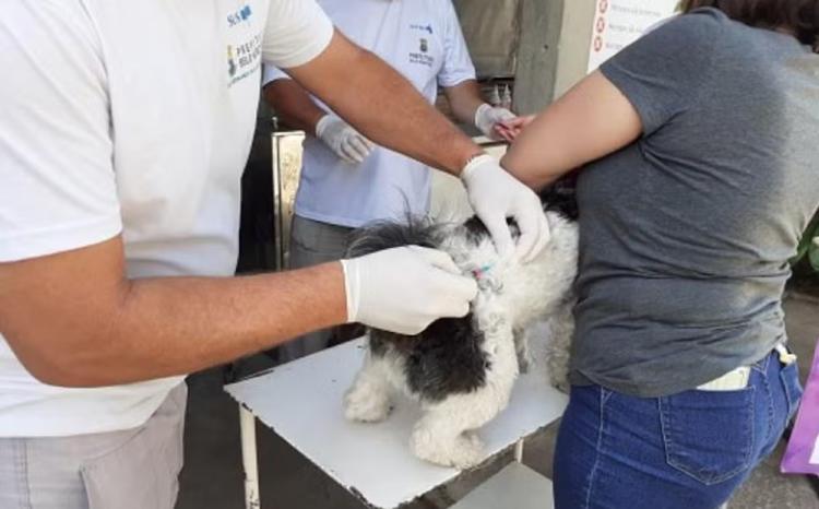 BH tem 280 pontos de vacinação de cães e gatos contra raiva neste sábado; veja locais