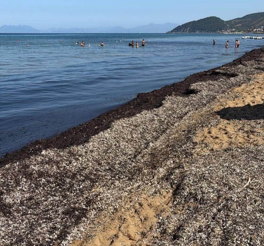 Emergenza Posidonia nel Cilento: vertice decisivo al MASE per liberare le spiagge di Castellabate