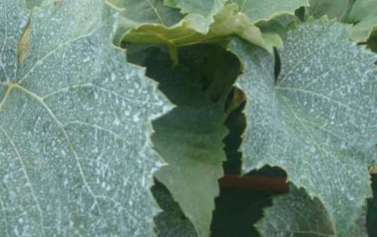 Problema com fungo? Veja como preparar a calda bordalesa para preservar plantas