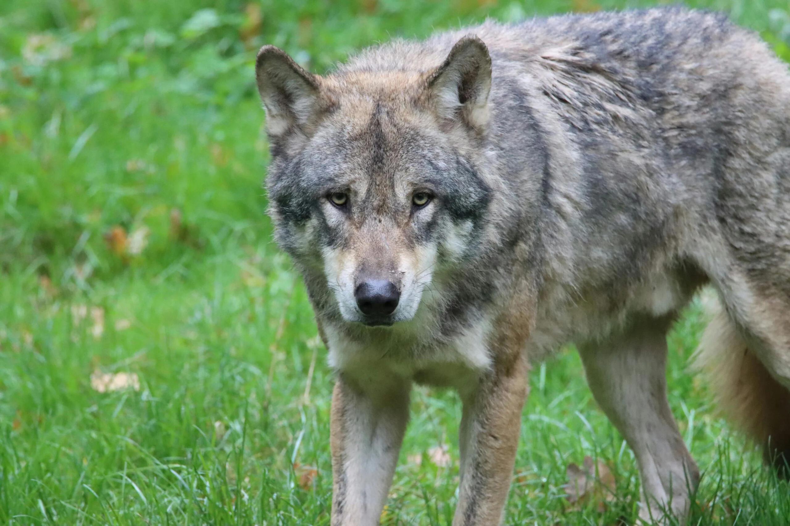 Montesano sulla Marcellana, lupi aggrediscono e uccidono un cane a Prato Comune: è allarme nel Vallo di Diano