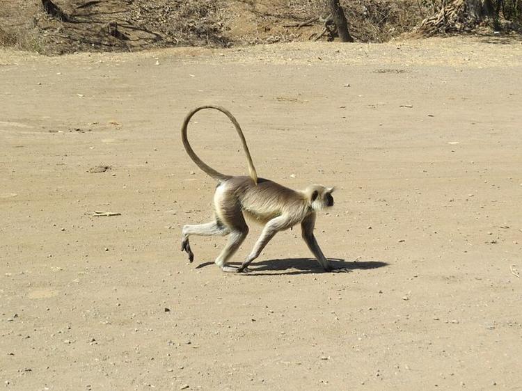 Grey Langur Monkey India