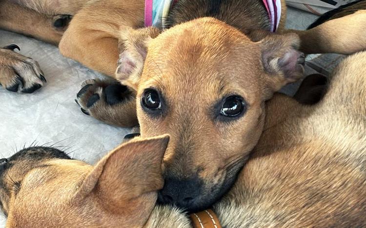 Campanha de adoção animal é realizada em Aracaju neste sábado
