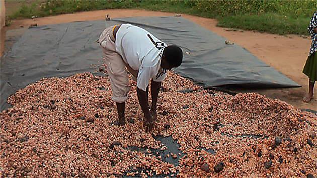 Côte d’Ivoire, la filière cacao face à la gestion du clan Ouattara
