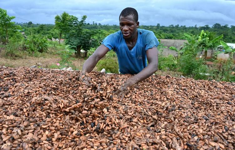 La filière cacao ivoirienne sous la coupe du gendre de Ouattara