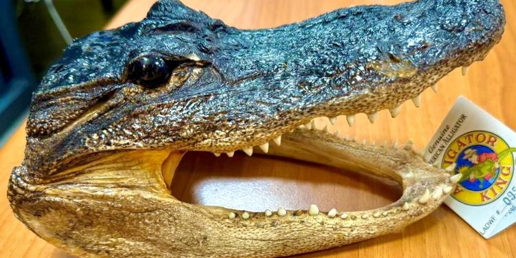 Torino, testa di coccodrillo essiccata in valigia: sequestro e denuncia all'aeroporto di Caselle
