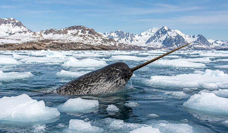 The secret of the narwhal’s tusk has been unravelled