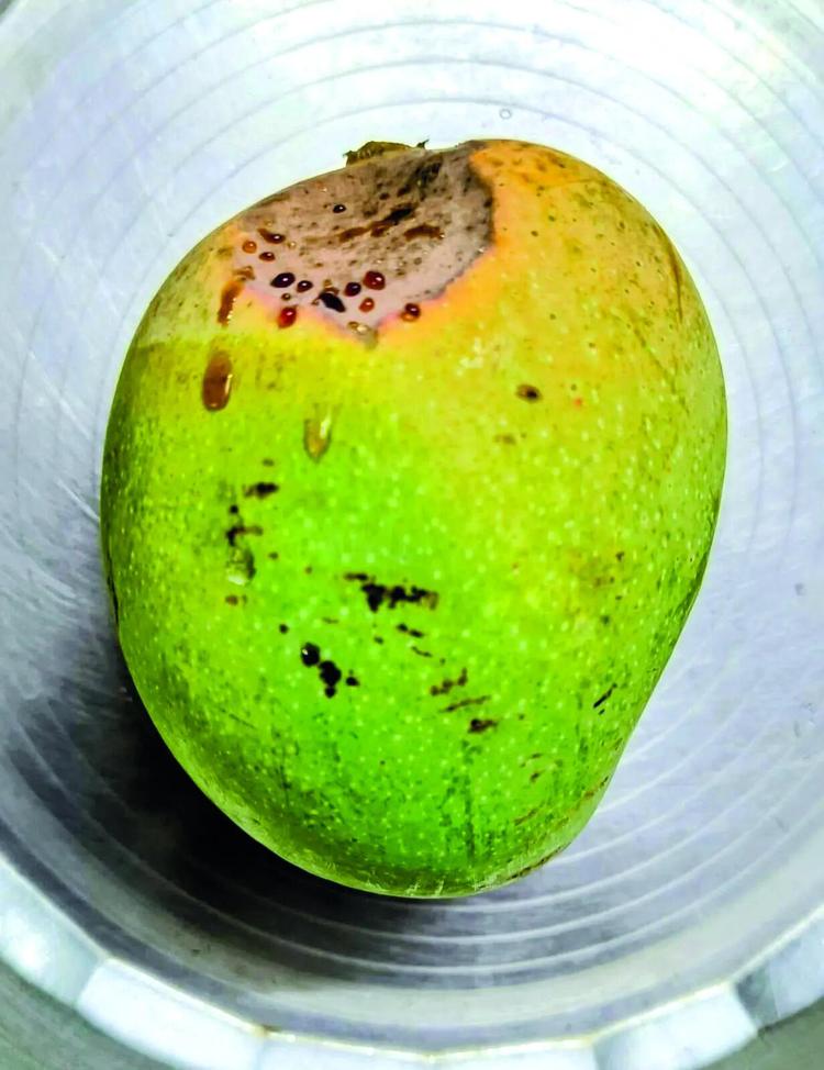 Heat stress causes scalding, fruit drop in mango orchards