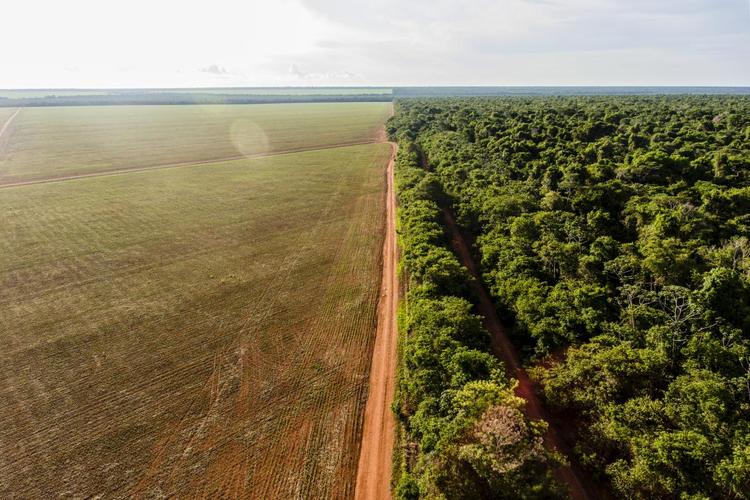 Área agrícola castigada pela seca ao lado de floresta na Amazônia mato-grossense: redução de chuvas nas áreas de agropecuária foi maior do que nas áreas de floresta no bioma (Foto: Fábio Nascimento / ISA)