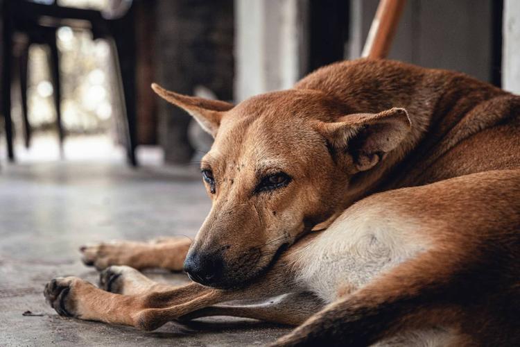 Quei poveri cani con un padrone cattivo