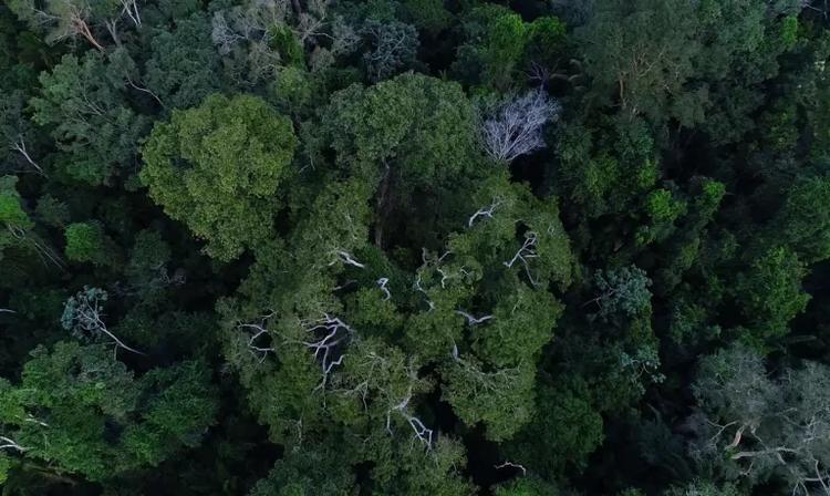 Foto colorida de vista aérea de árvores na floresta amazônica