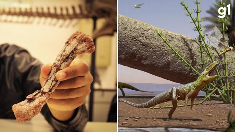 Nova espécie precursora de dinossauros é descoberta no RS após fóssil ficar perdido por 20 anos