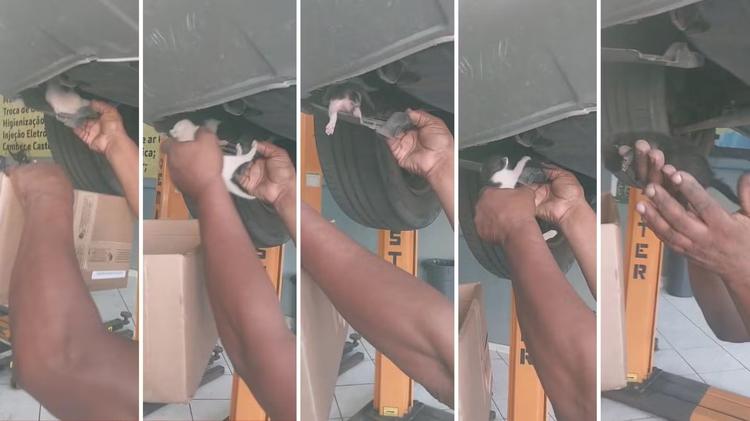 VÍDEO: motorista leva carro para oficina e descobre ninhada de gatinhos escondida no motor