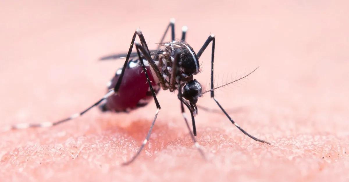 West Nile nell’Aversano, c’è un altro decesso: è il terzo in provincia